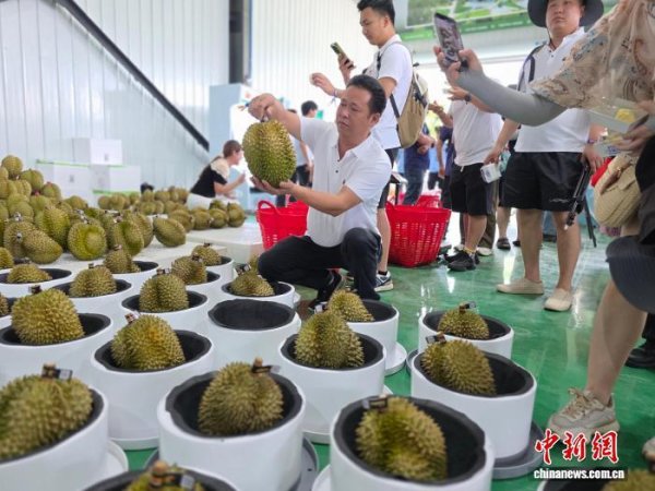 速盈所 国产榴莲步入采摘尾季&#32;“海南鲜品”展现市场韧性